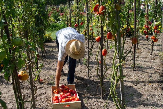 Lavoro stagionale in agricoltura e raccolta frutta