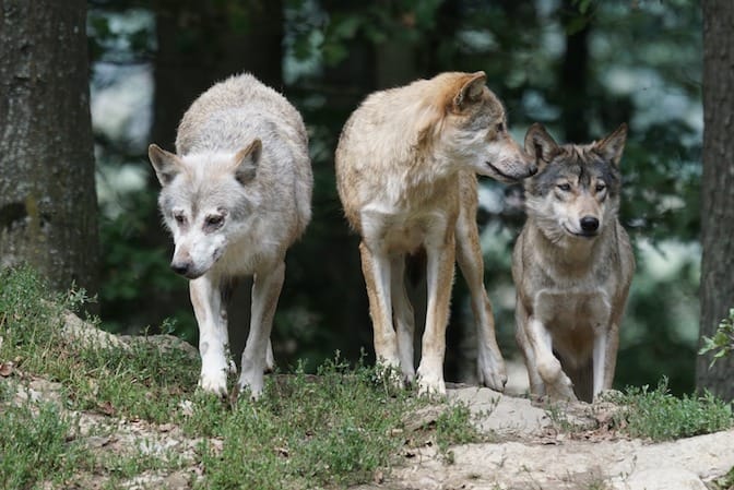 Qualità lavorative riconosciute agli animali